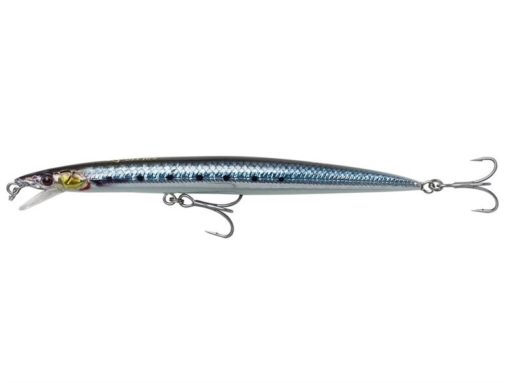 sardine