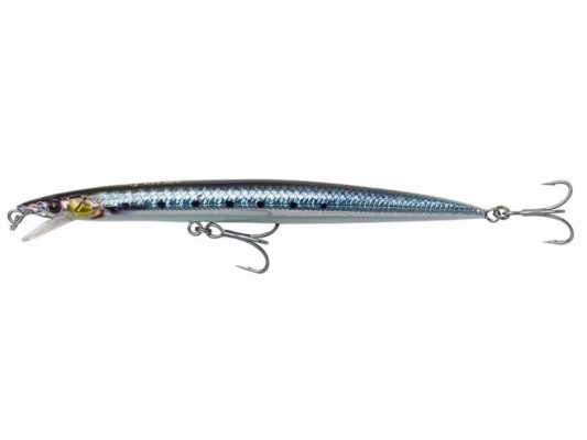 sardine