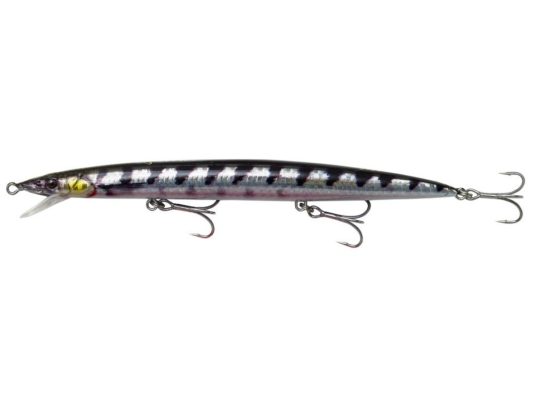 Barracuda